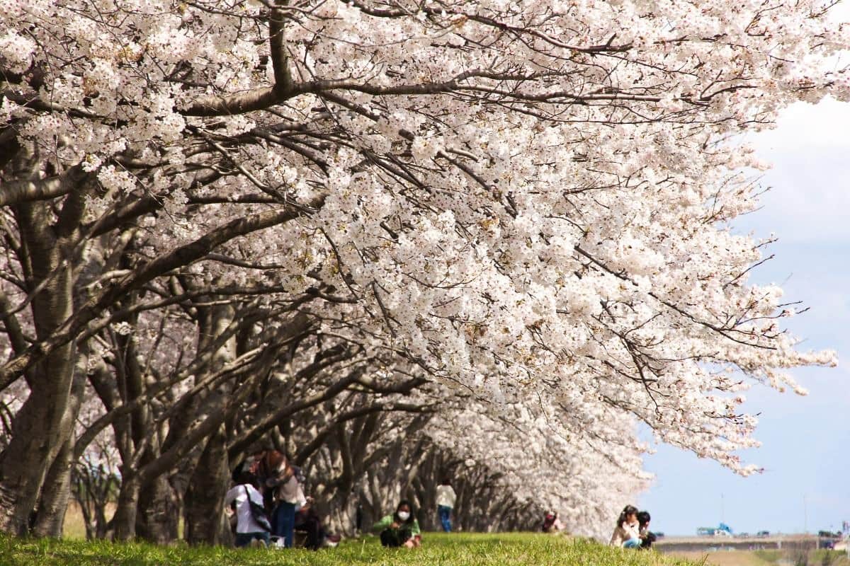 鳥取県日吉津村にある桜の名所『桜堤』の桜開花時の様子