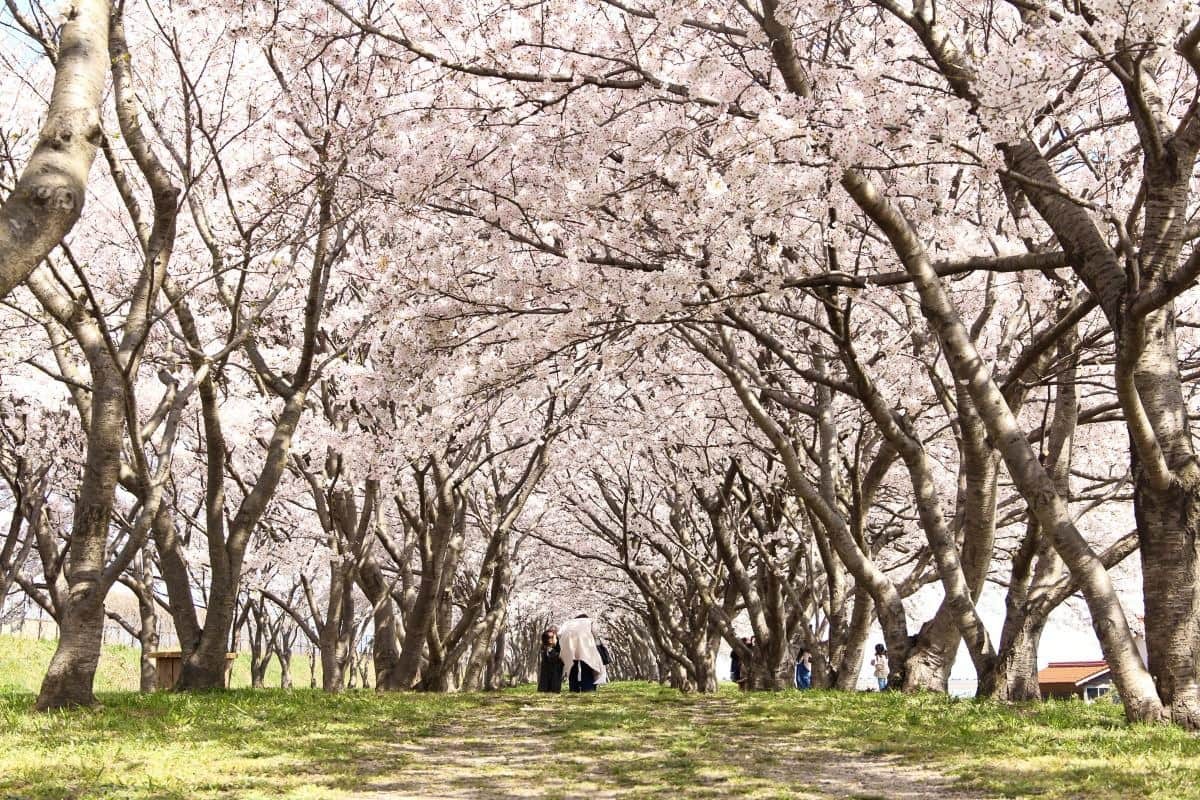 鳥取県日吉津村にある桜の名所『桜堤』の桜開花時の様子