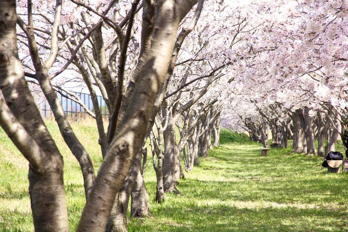 鳥取県日吉津村にある桜の名所『桜堤』の桜開花時の様子