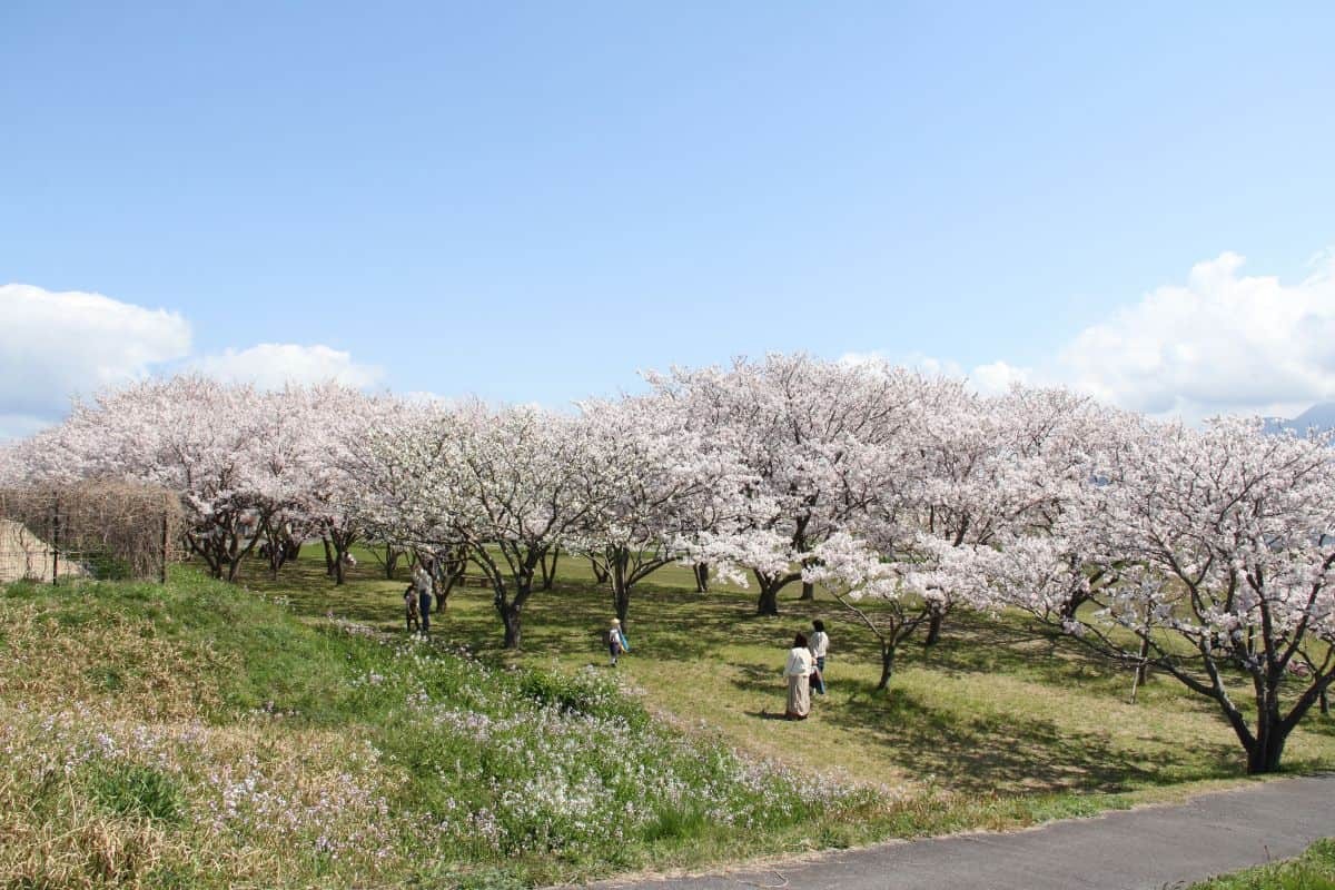 鳥取県日吉津村にある桜の名所『桜堤』の桜開花時の様子