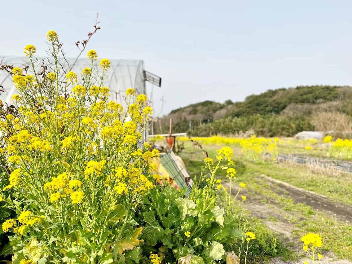 鳥取県西伯郡伯耆町の岸本駅周辺で見られる菜の花畑の様子