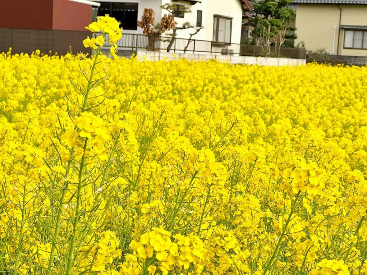 鳥取県西伯郡伯耆町の岸本駅周辺で見られる菜の花畑の様子