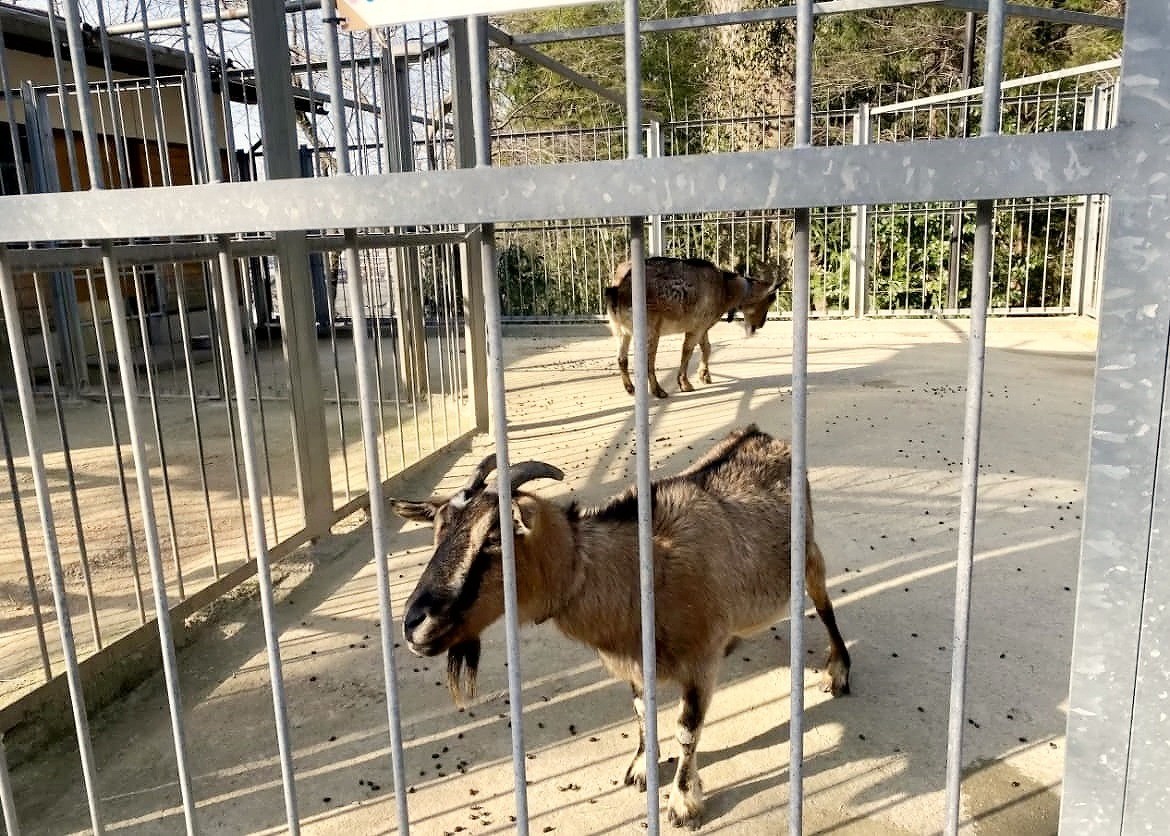 鳥取県倉吉市にある『打吹公園』の様子