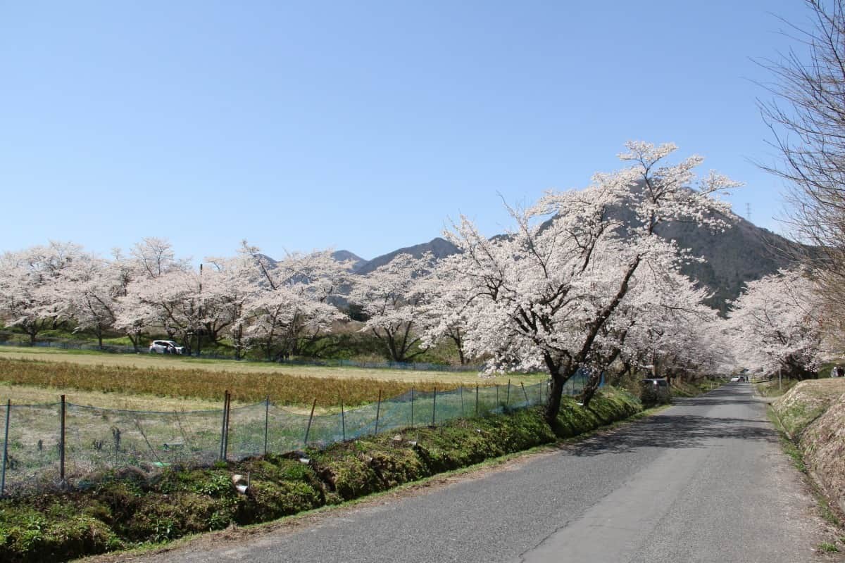 島根県邑南町中野にある超穴場の桜のお花見スポット「桜のトンネル」の開花時の様子