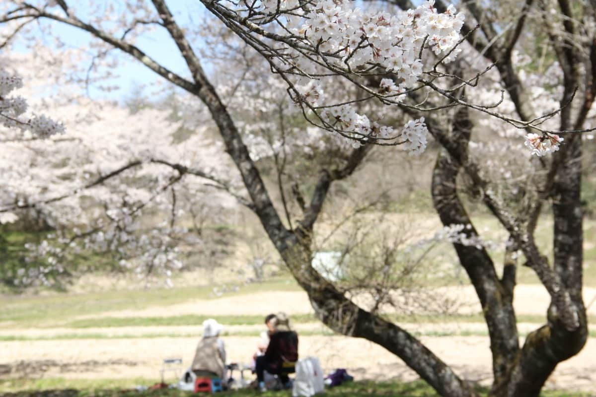 島根県邑南町中野にある超穴場の桜のお花見スポット「桜のトンネル」の開花時の様子