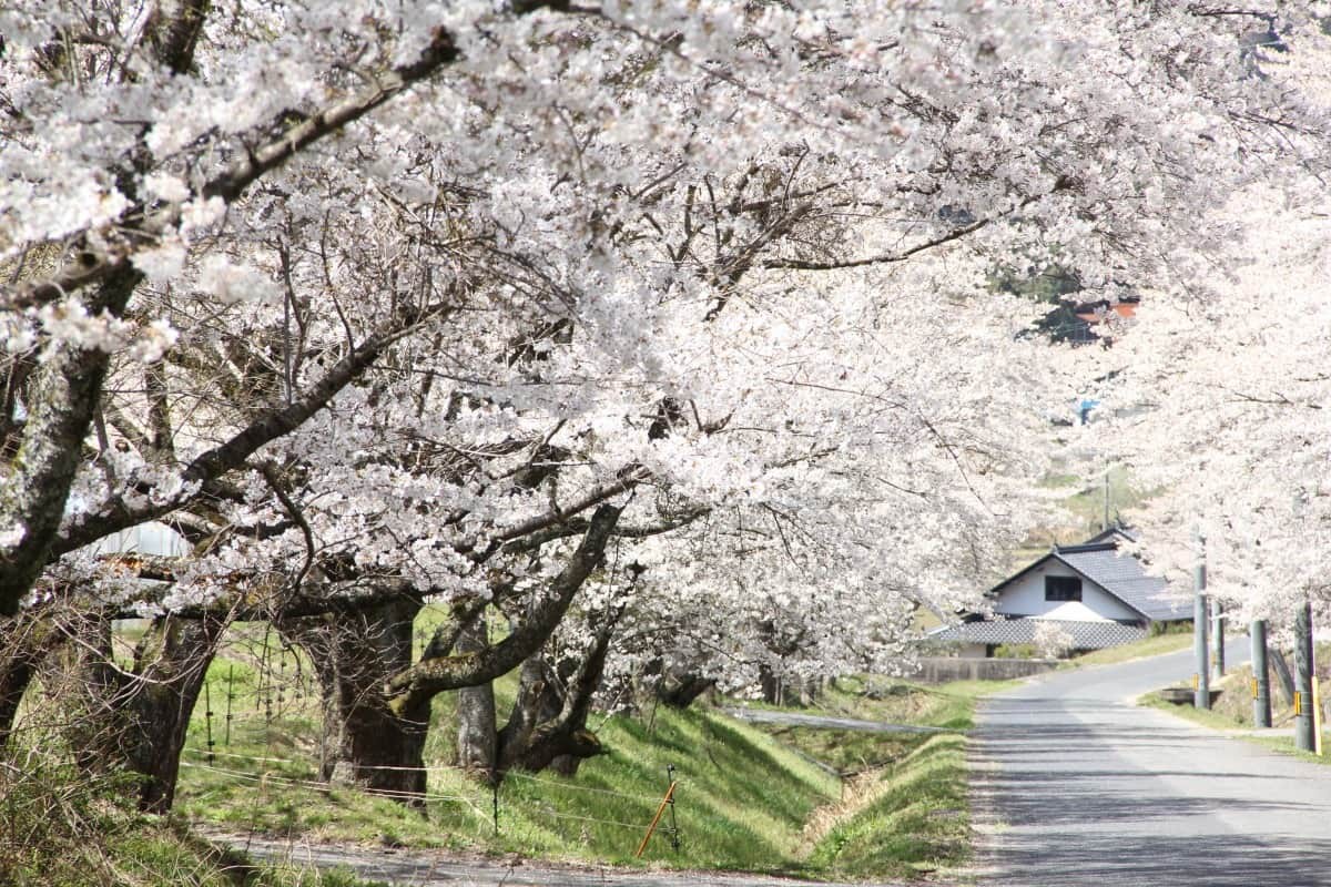 島根県邑南町中野にある超穴場の桜のお花見スポット「桜のトンネル」の開花時の様子