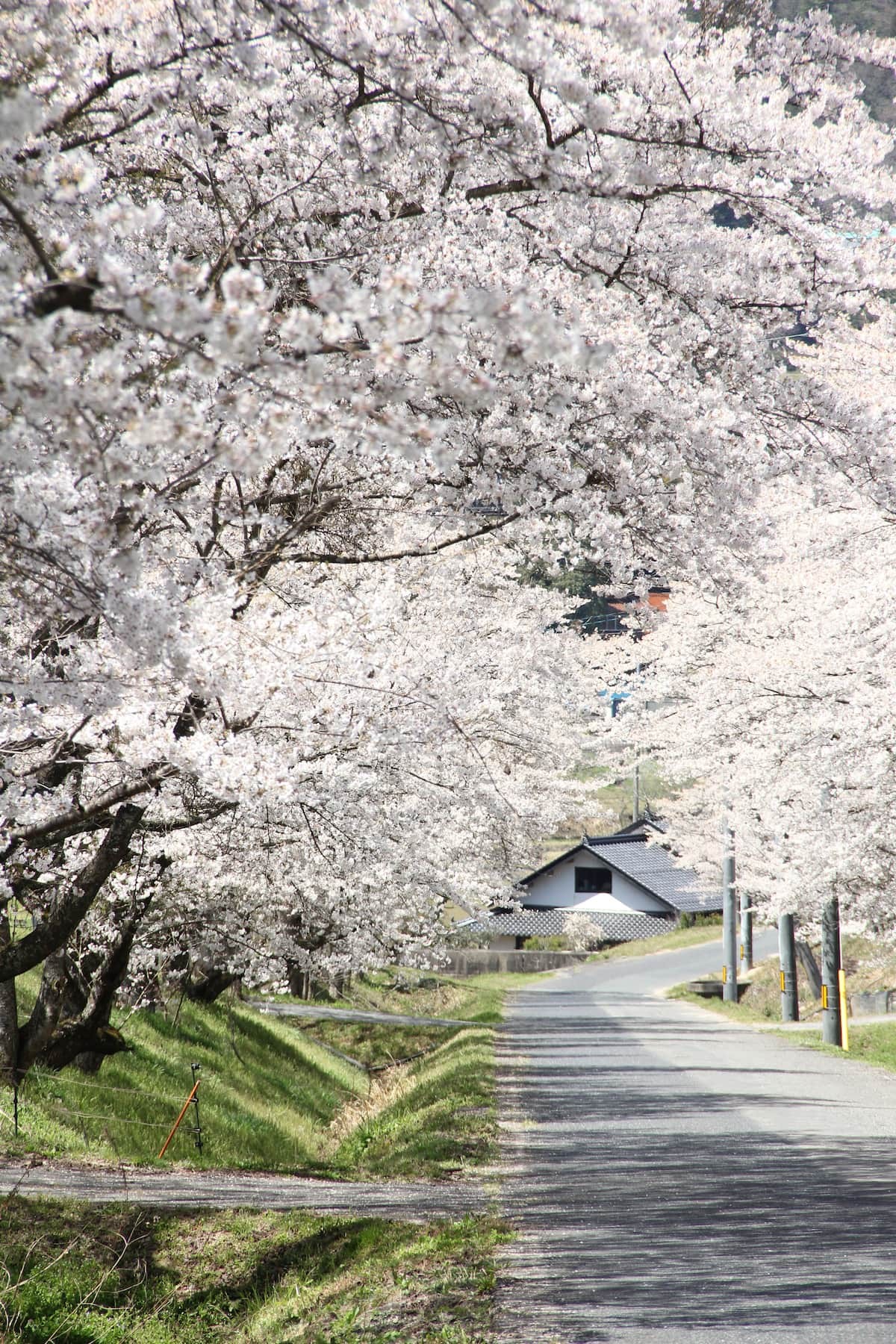 島根県邑南町中野にある超穴場の桜のお花見スポット「桜のトンネル」の開花時の様子