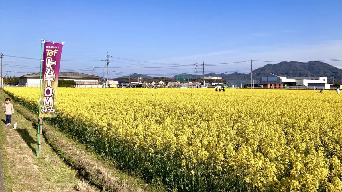 島根県出雲市斐川町の菜の花畑の様子