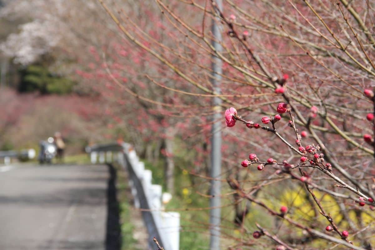 島根県邑南町の絶景フラワースポット「天国に一番近い里・川角集落の花桃」の現地の様子