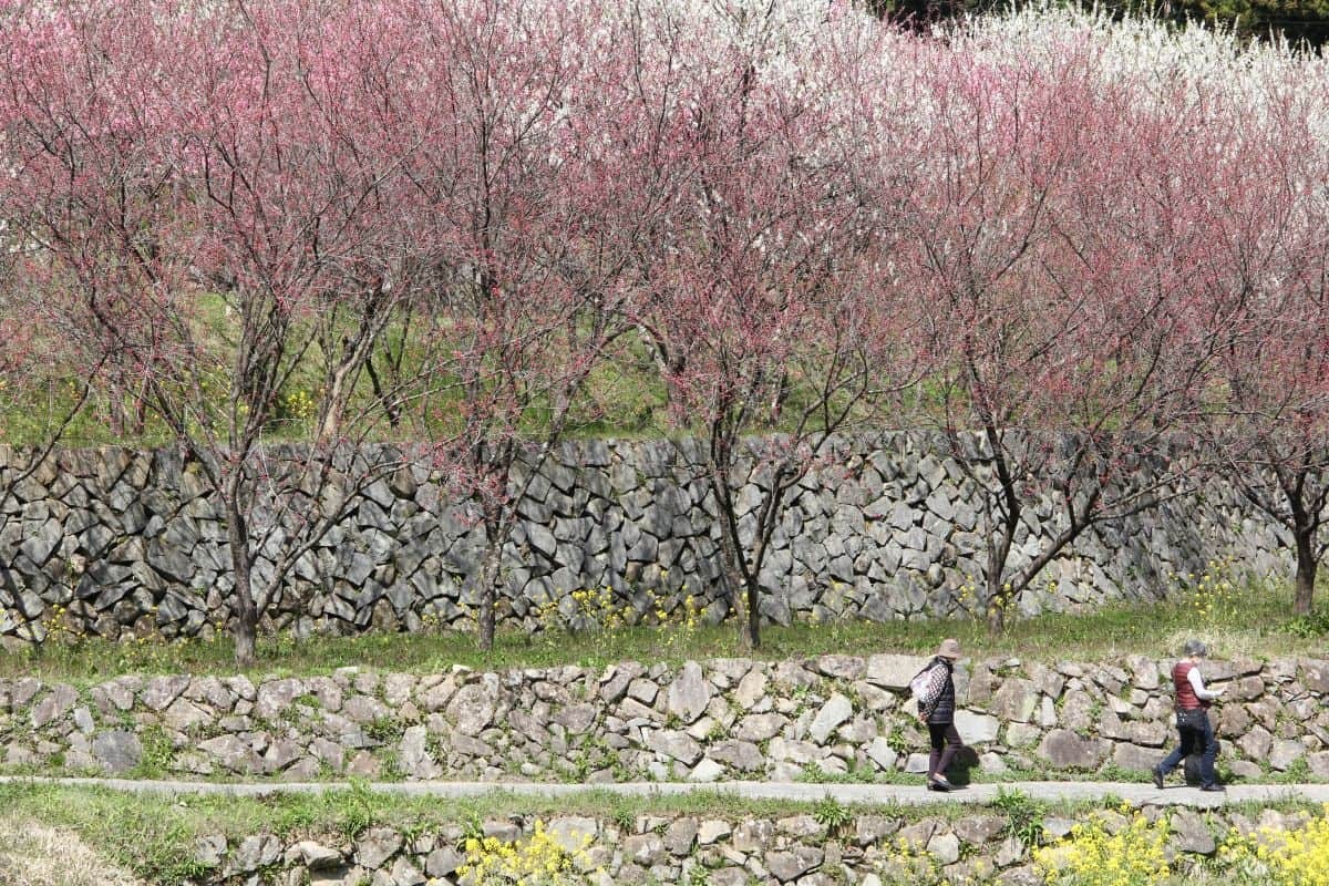 島根県邑南町の絶景フラワースポット「天国に一番近い里・川角集落の花桃」の現地の様子