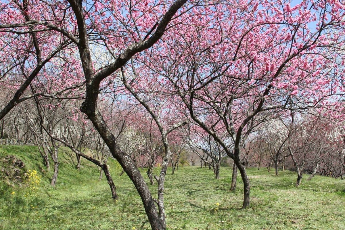 島根県邑南町の絶景フラワースポット「天国に一番近い里・川角集落の花桃」の現地の様子