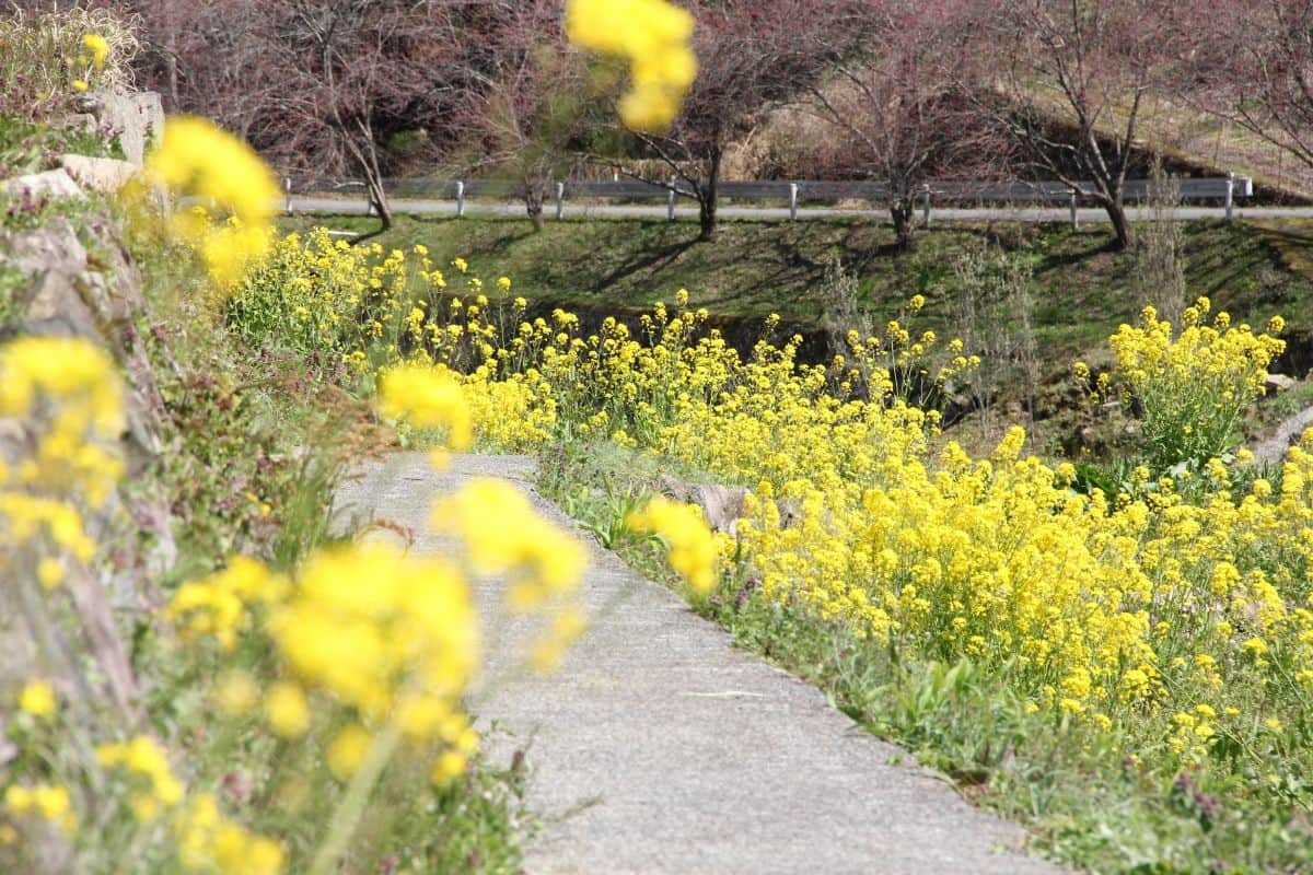 島根県邑南町の絶景フラワースポット「天国に一番近い里・川角集落の花桃」の現地の様子