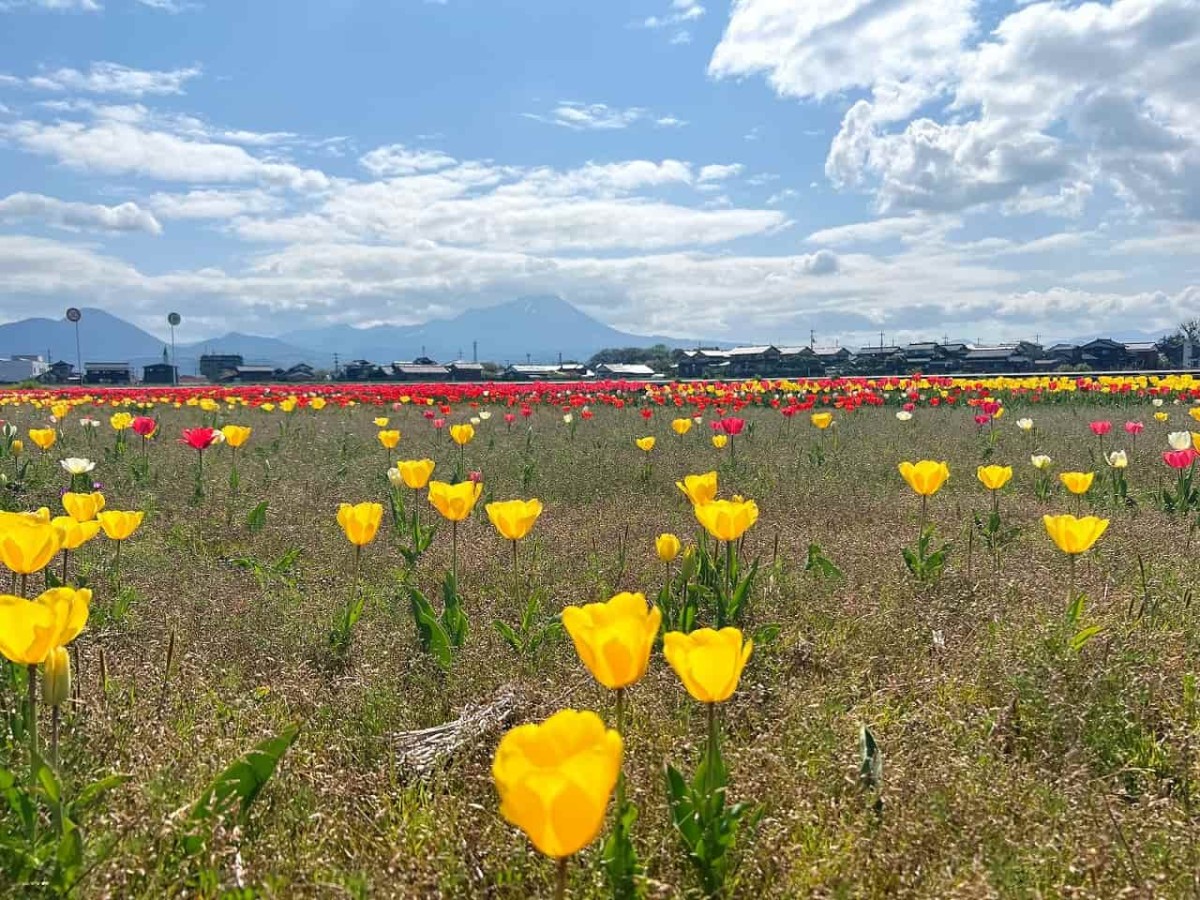 鳥取県西伯郡日吉津村で見られるチューリップ畑の様子