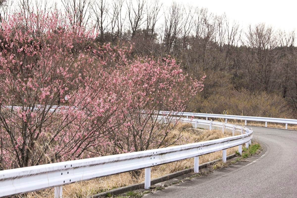 島根県大田市・三瓶山の穴場的な桜スポット「三瓶山の山桜」の現地の様子