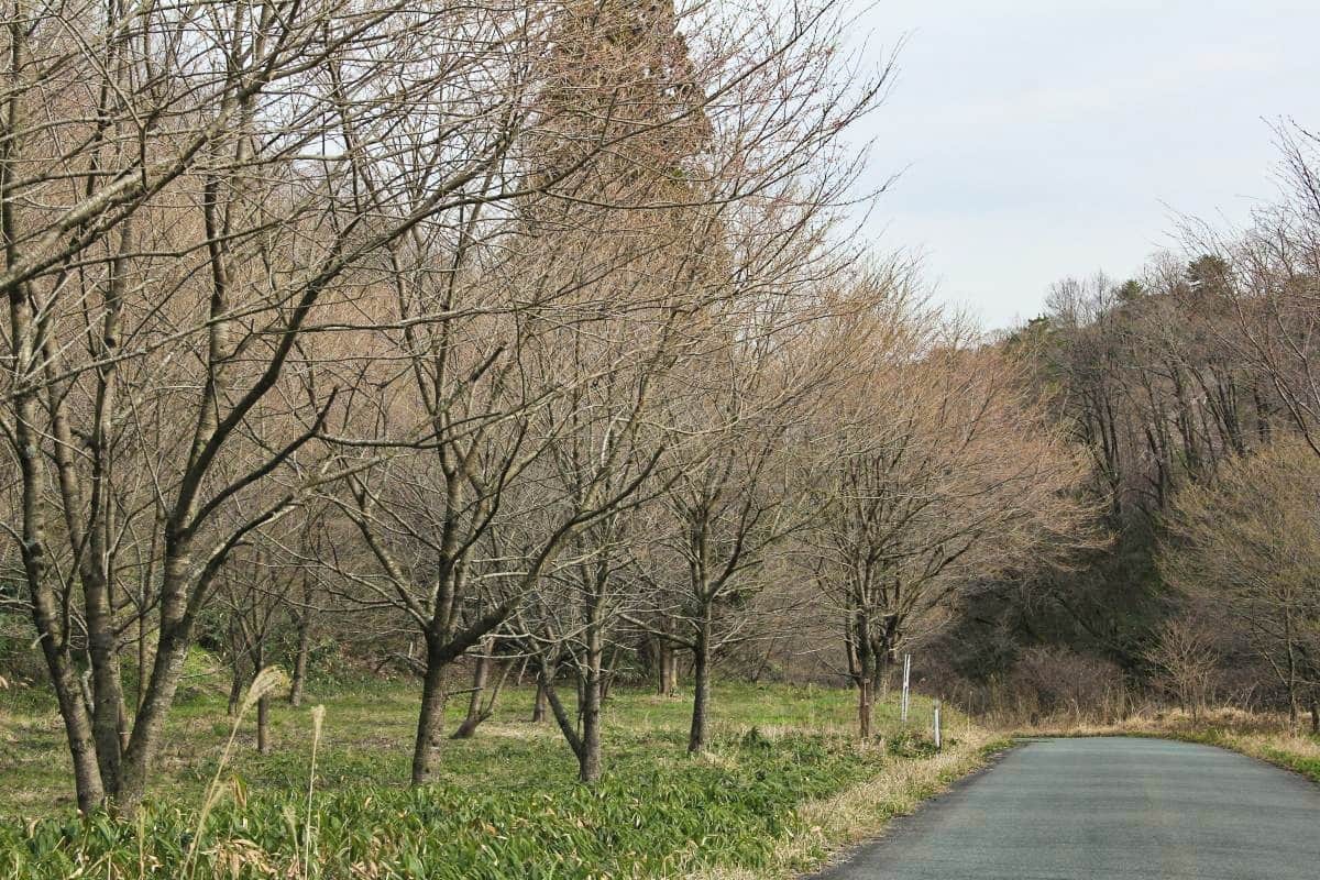島根県大田市・三瓶山の穴場的な桜スポット「三瓶山の山桜」の現地の様子