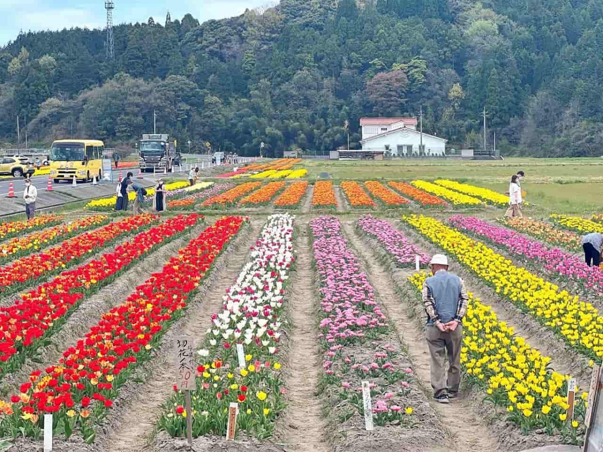 島根県安来市伯太町の「チューリップまつり」の現地の様子