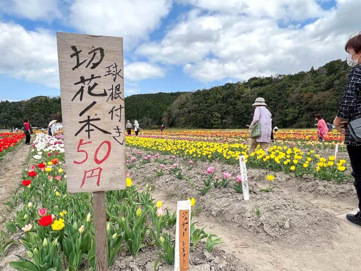 島根県安来市伯太町の「チューリップまつり」の現地の様子