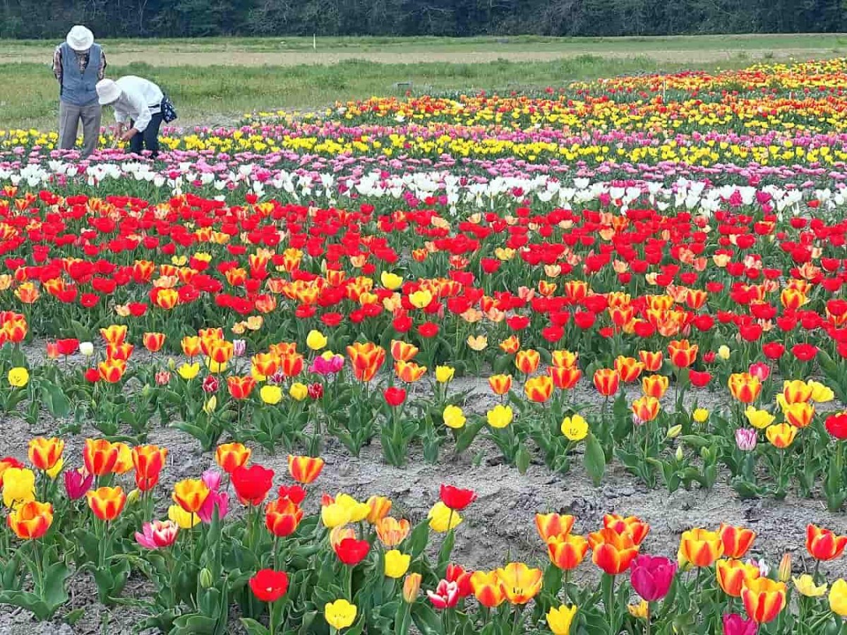 島根県安来市伯太町のチューリップ畑の様子