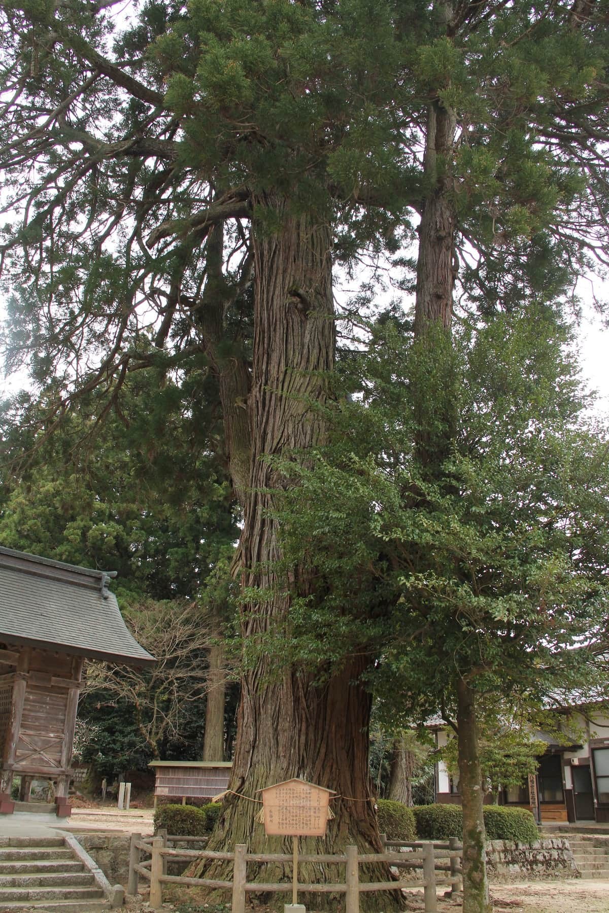島根県飯南町にある穴場観光スポット『由來八幡宮』のご神木