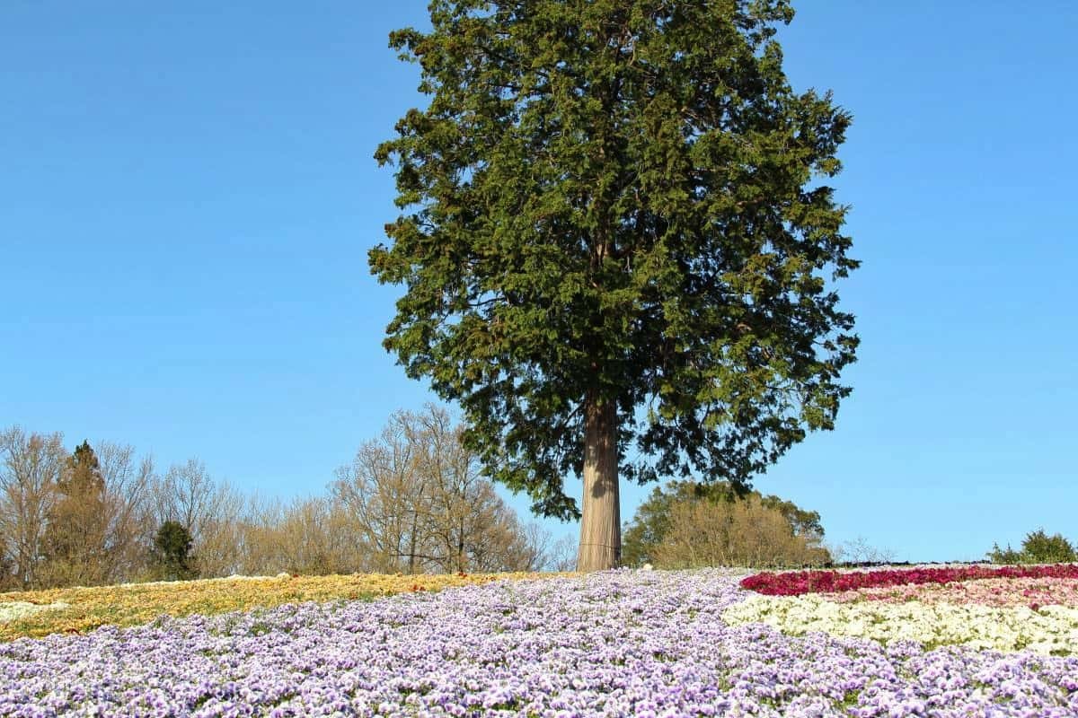 とっとり花回廊で開催されるゴールデンウイークイベントのイメージ