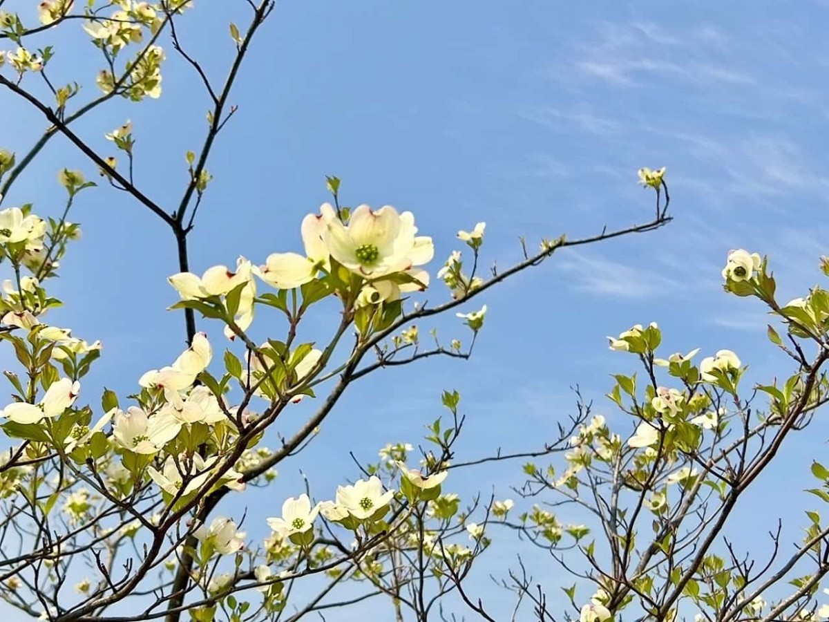 鳥取県米子市の「米子市役所」前にある金色のポストの様子