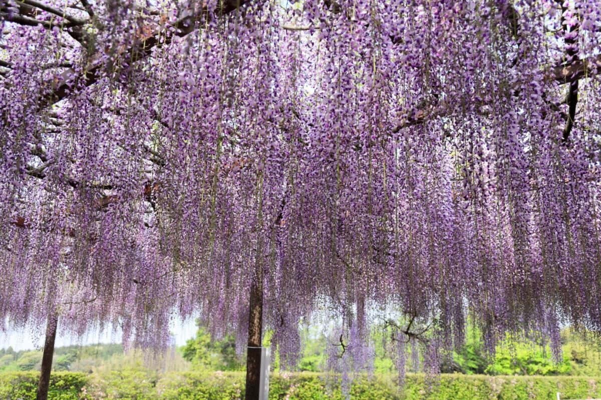 鳥取県大山町の藤の花の名所『住雲寺（じゅううんじ）』の藤棚