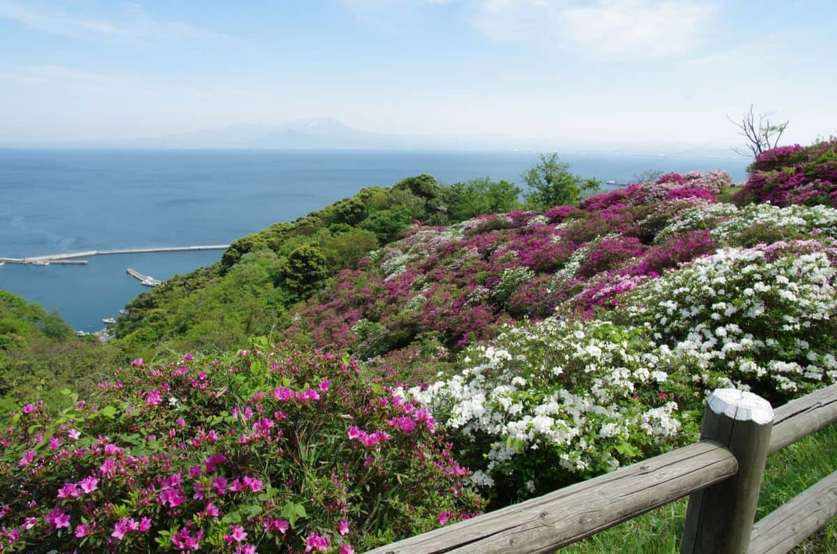 島根県松江市美保関町のフラワースポット「五本松公園」の風景