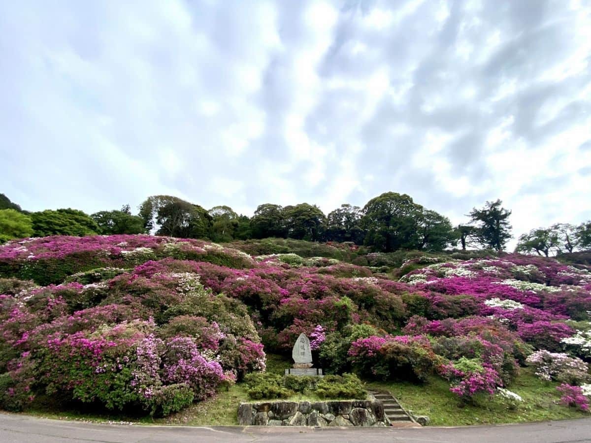 島根県浜田市にあるツツジの名所『三隅公園』の開花中の様子