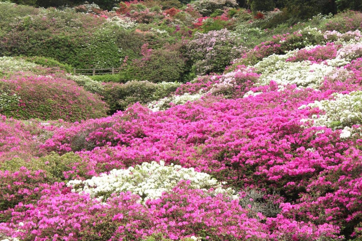島根県浜田市にあるツツジの名所『三隅公園』の開花中の様子