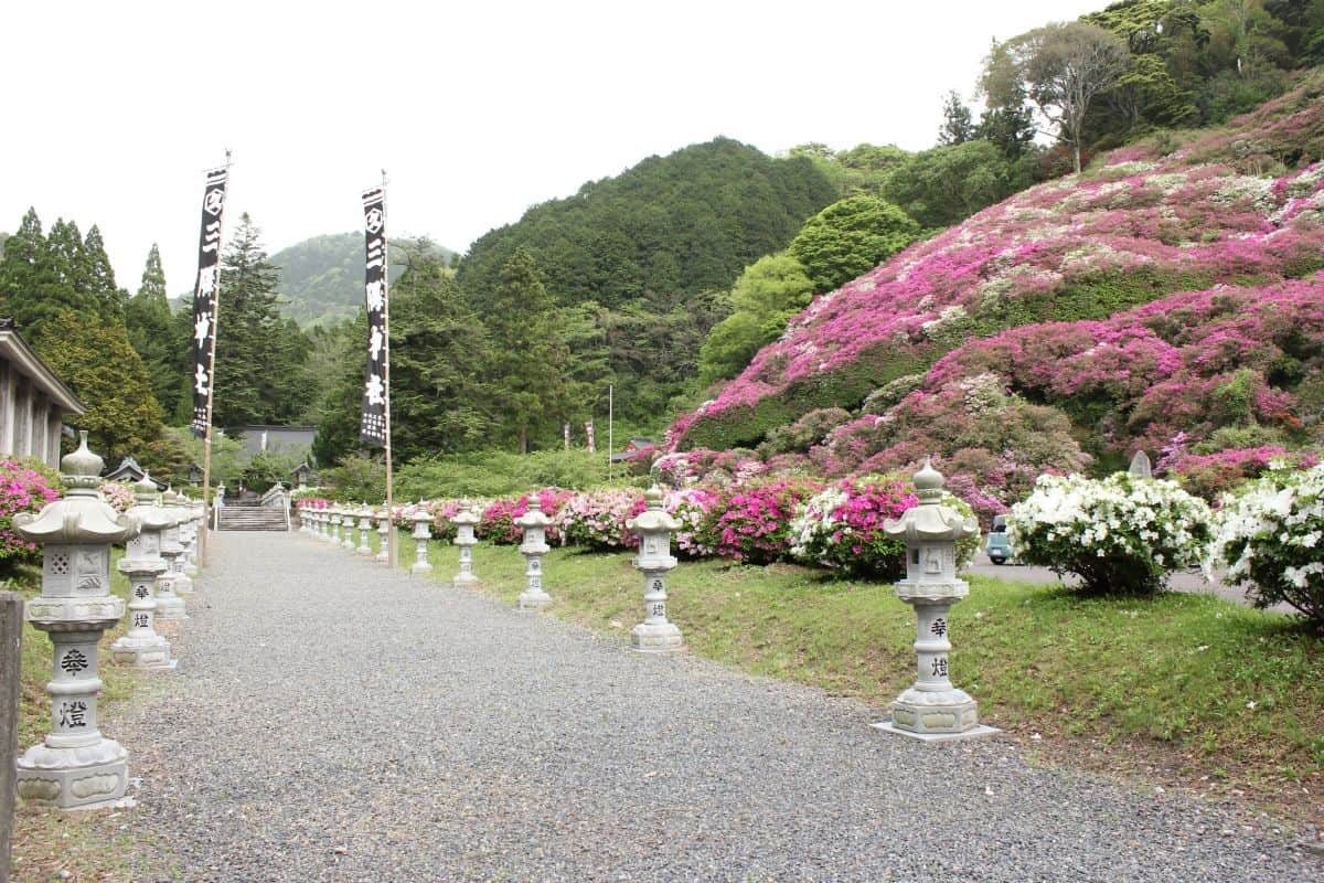 島根県浜田市にあるツツジの名所『三隅公園』の開花中の様子