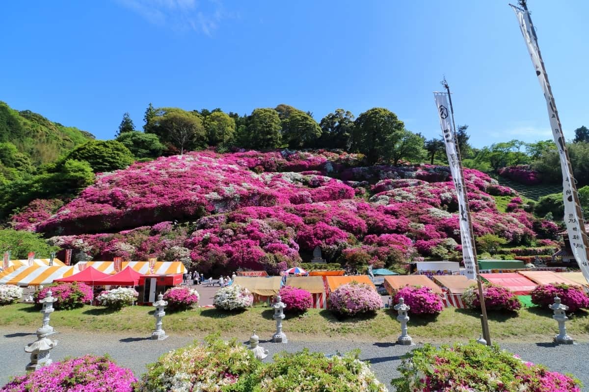 島根県浜田市にあるツツジの名所『三隅公園』の開花中の様子