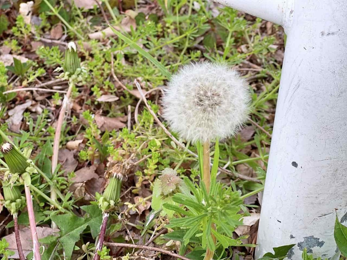 鳥取県倉吉市にある『明治町二丁目児童公園』の様子