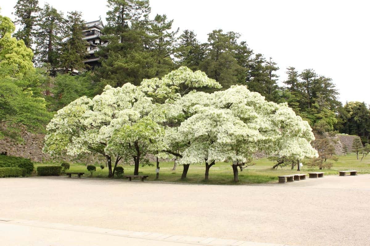 島根県松江市の観光名所『国宝・松江城』に咲き誇るなんじゃもんじゃの木