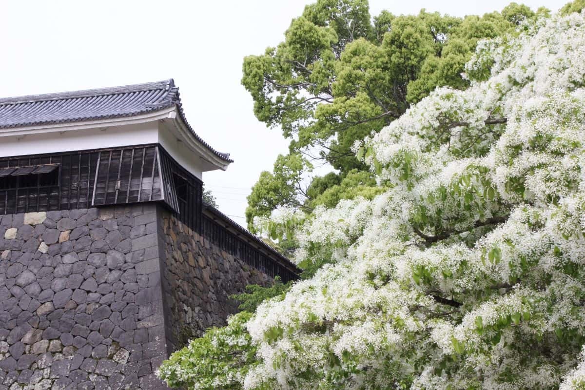 島根県松江市の観光名所『国宝・松江城』に咲き誇るなんじゃもんじゃの木