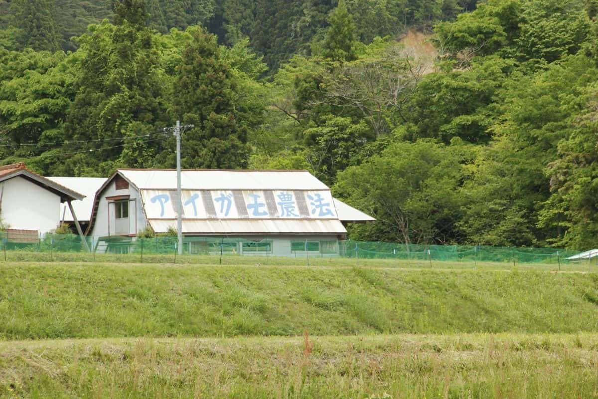 アイガモ農法が行われている飯南町の田んぼ