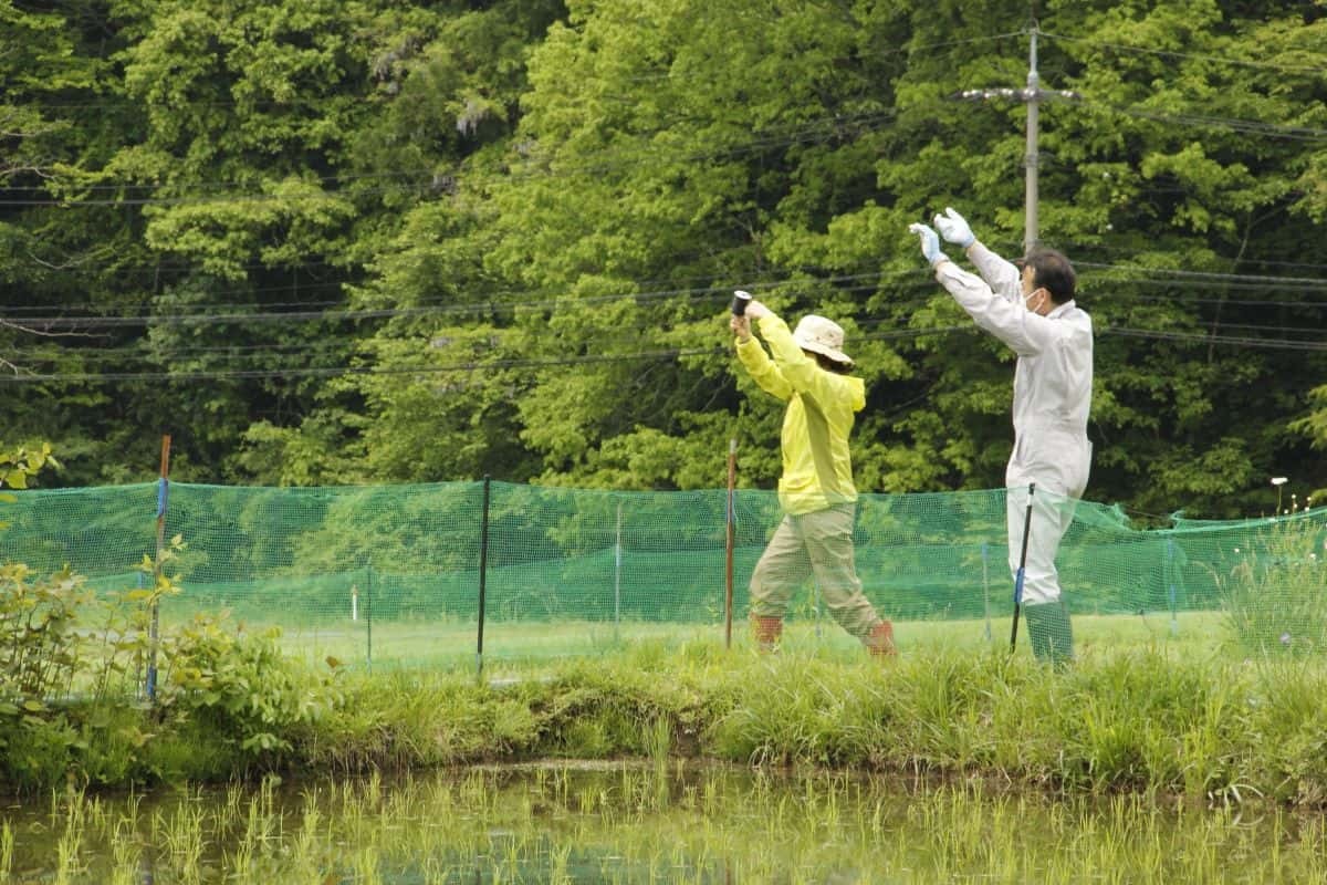 テグス張りの様子