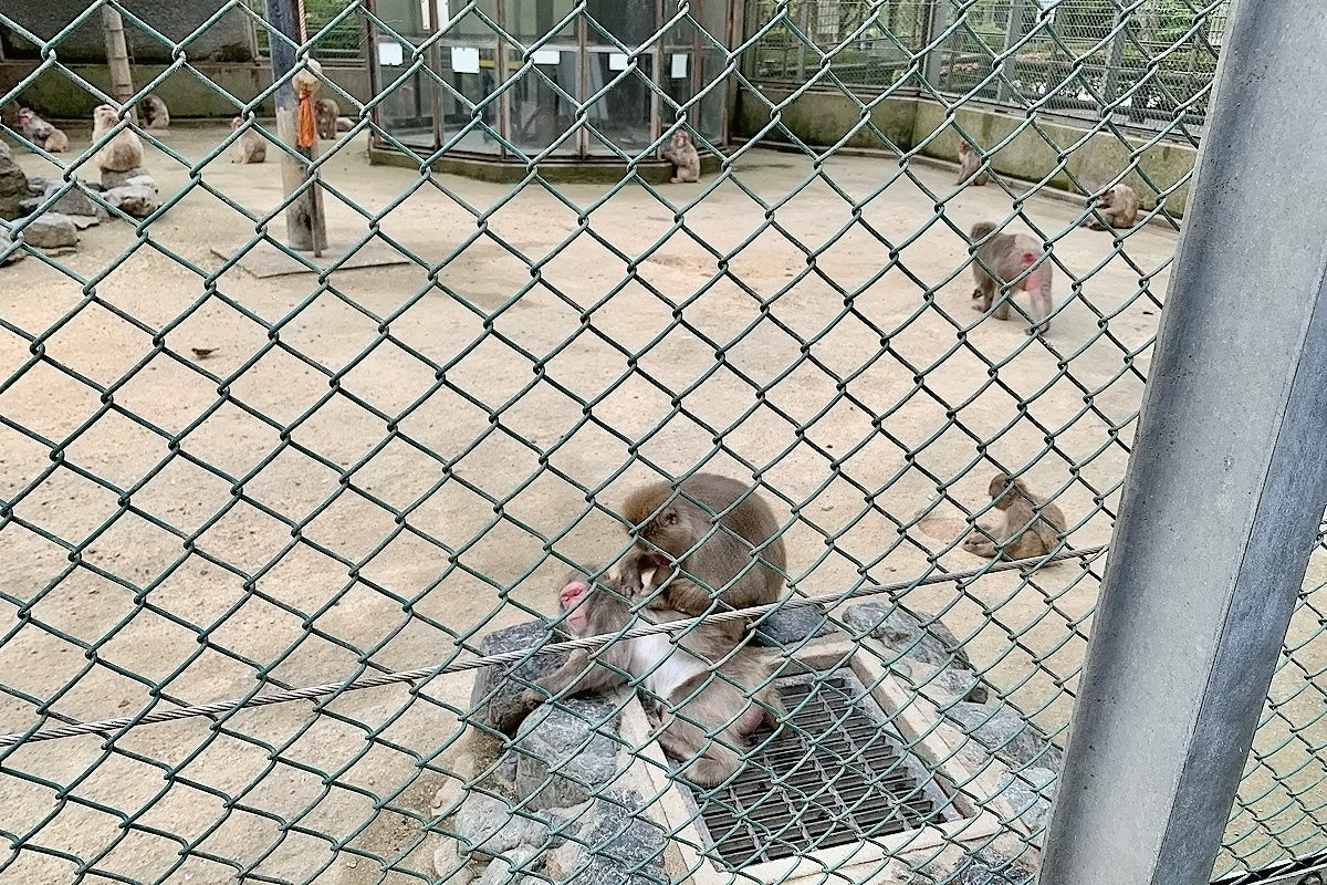 鳥取県米子市にある『湊山公園』で見られるサルがくつろぐ様子