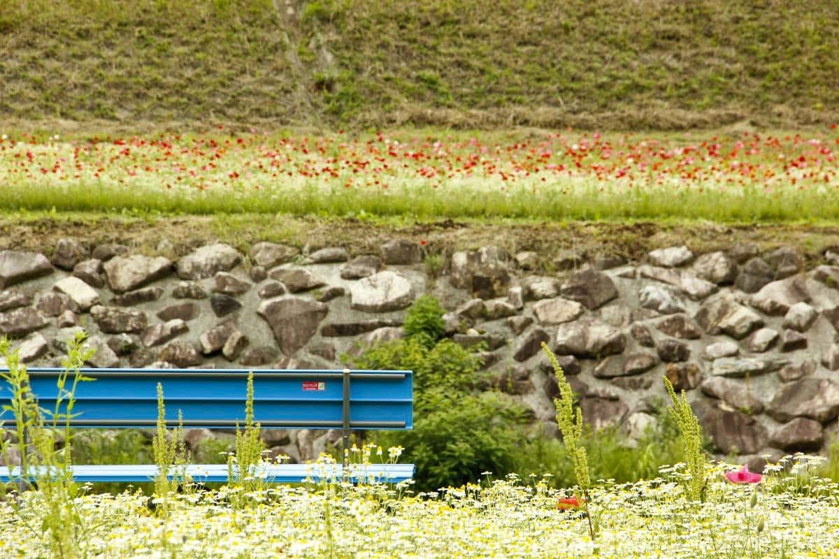 島根県飯南町のフラワースポット『東三瓶フラワーバレー』のポピーの開花中の様子