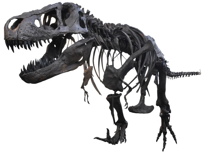 ティラノサウルスの骨格化石
