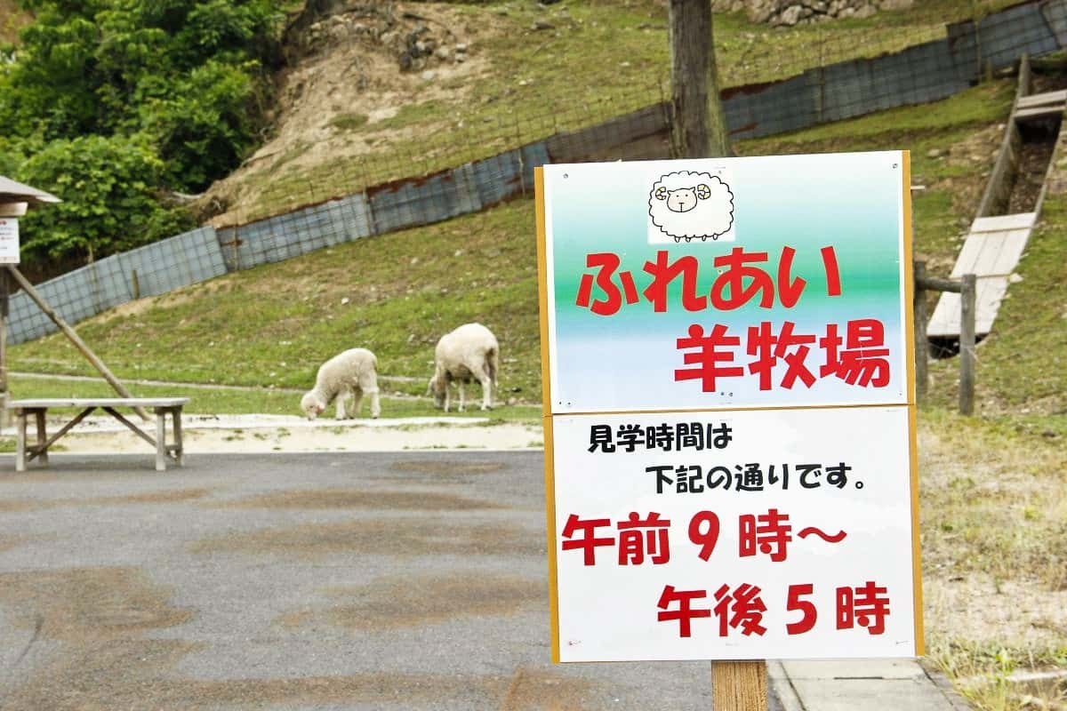 島根県出雲市佐田町にある子連れお出かけスポット『飯の原農村公園 吉栗の郷』の羊ふれあいコーナー