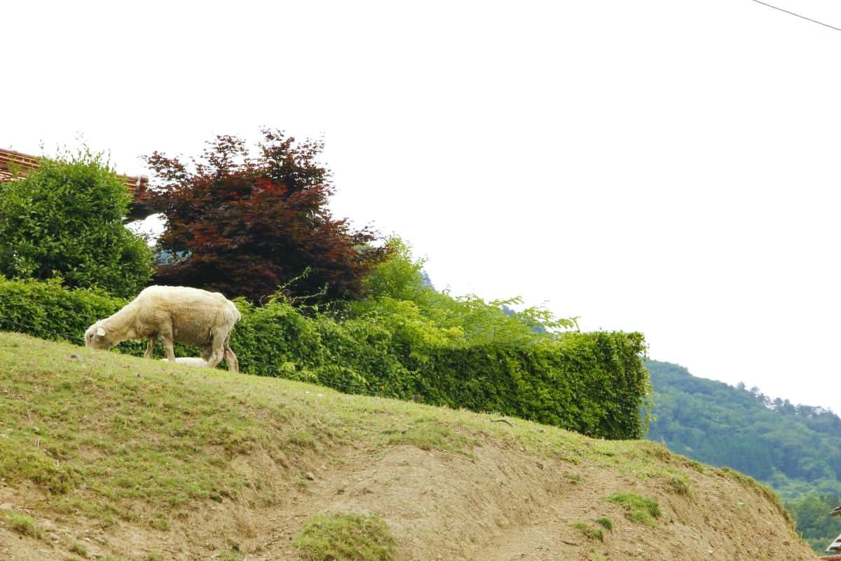 島根県出雲市佐田町にある子連れお出かけスポット『飯の原農村公園 吉栗の郷』の羊
