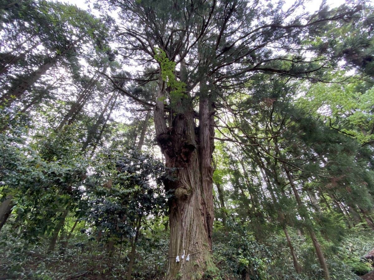 島根県飯南町にある穴場観光スポット『赤穴八幡宮』の大杉