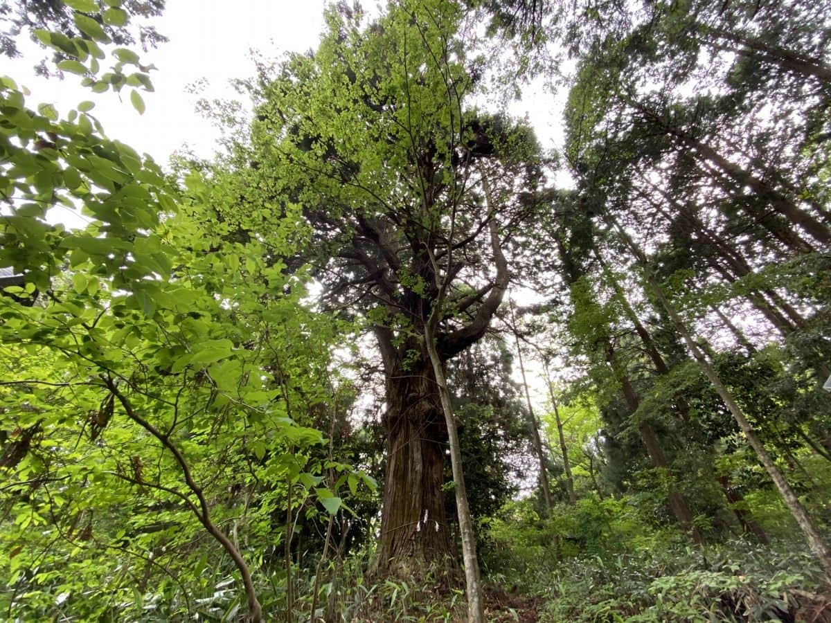仲良しな大杉は樹齢1000年超え!?飯南町『赤穴八幡宮』｜日刊Lazuda(ラズダ) - 島根・鳥取を知る、見る、食べる、遊ぶ、暮らすWebマガジン
