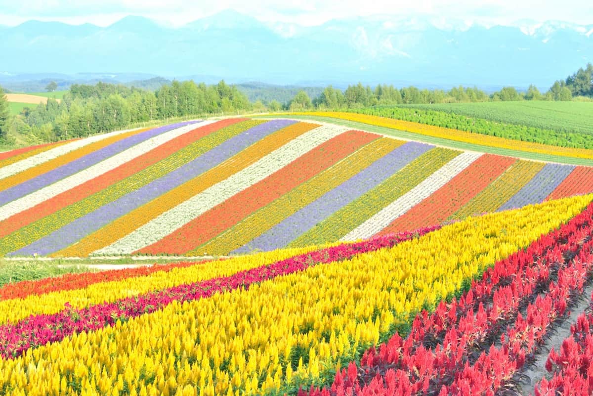 夏の北海道のイメージ