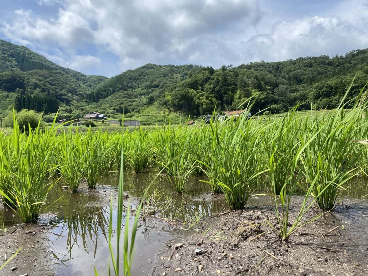 島根県雲南市吉田町宇山地区の田んぼ