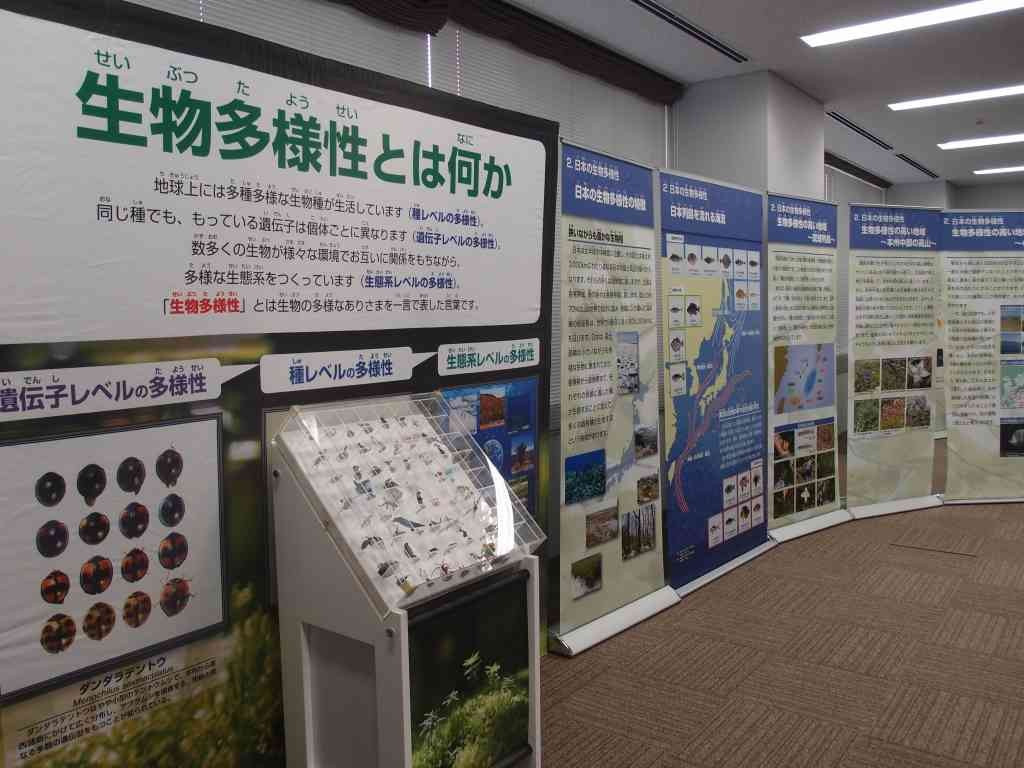 氷ノ山自然ふれあい館響の森で開催中のイベント「夏の企画展『いきもの、バンザイ！～生物多様性とその保全～』」の会場の様子