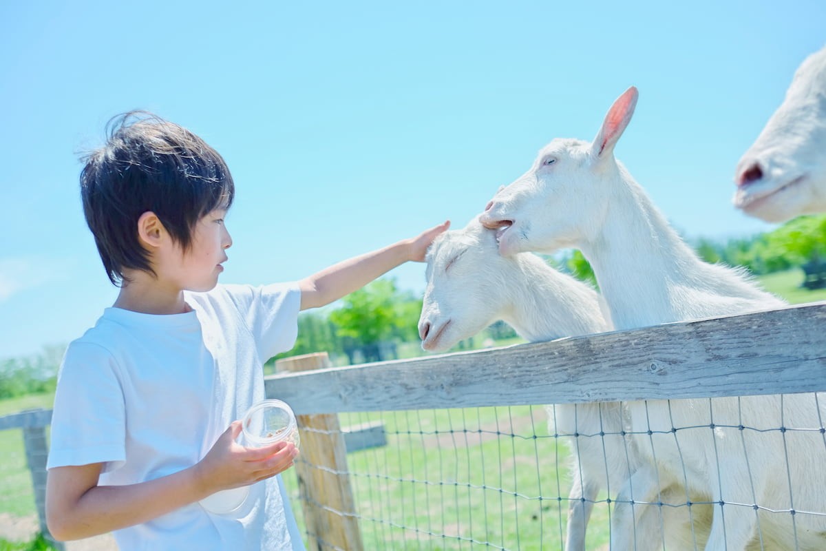 鳥取県米子市「大山トムソーヤ牧場」