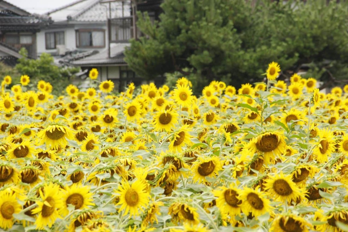 鳥取県の琴浦町役場すぐ近くに咲いている「10万本のひまわり畑」の様子