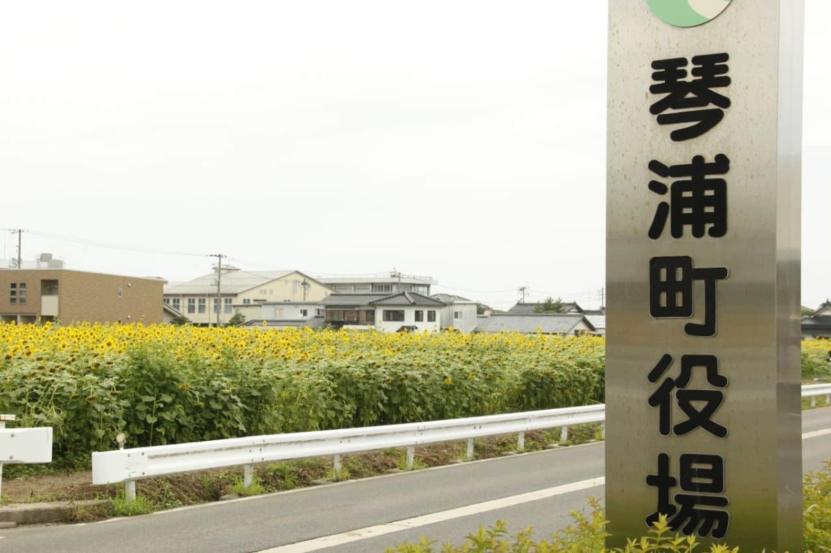 鳥取県の琴浦町役場すぐ近くに咲いている「10万本のひまわり畑」の様子