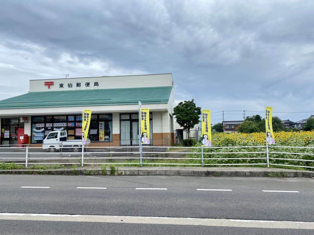 鳥取県の琴浦町役場すぐ近くに咲いている「10万本のひまわり畑」の様子